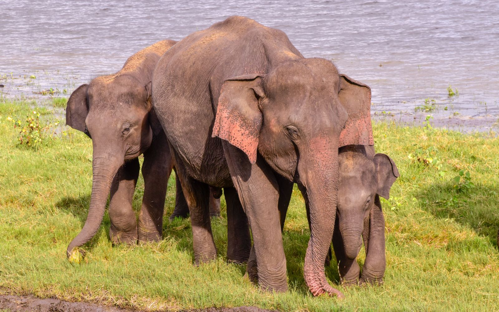 Udawalawe