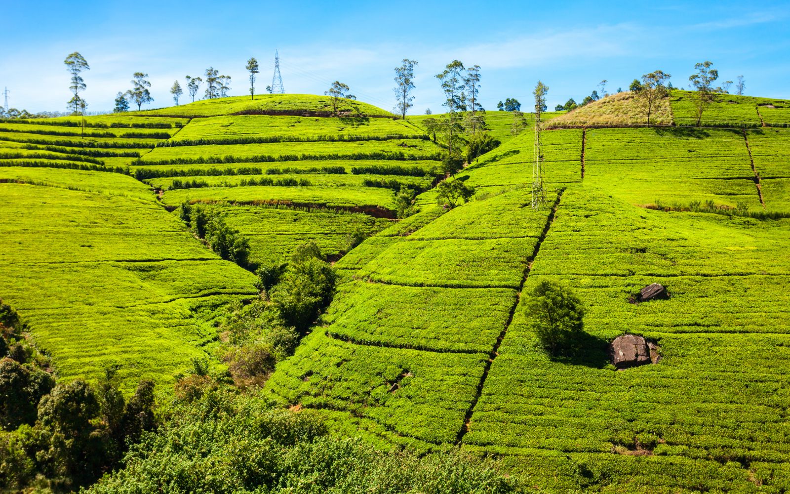 Nuwara Eliya