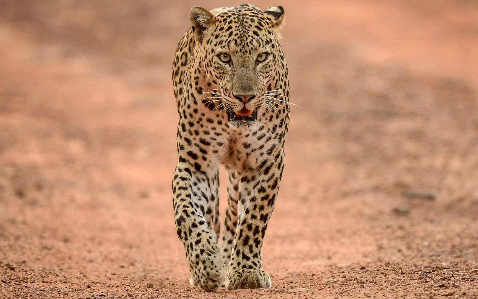 Wilpattu National Park