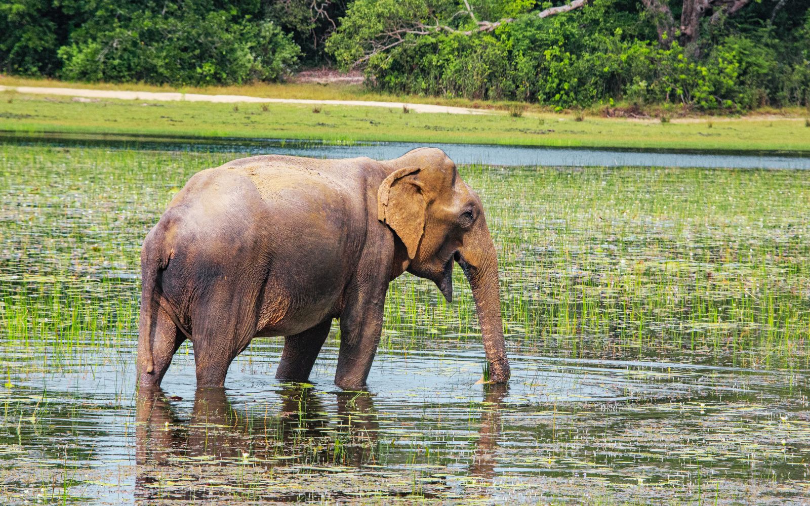Wildlife and Nature